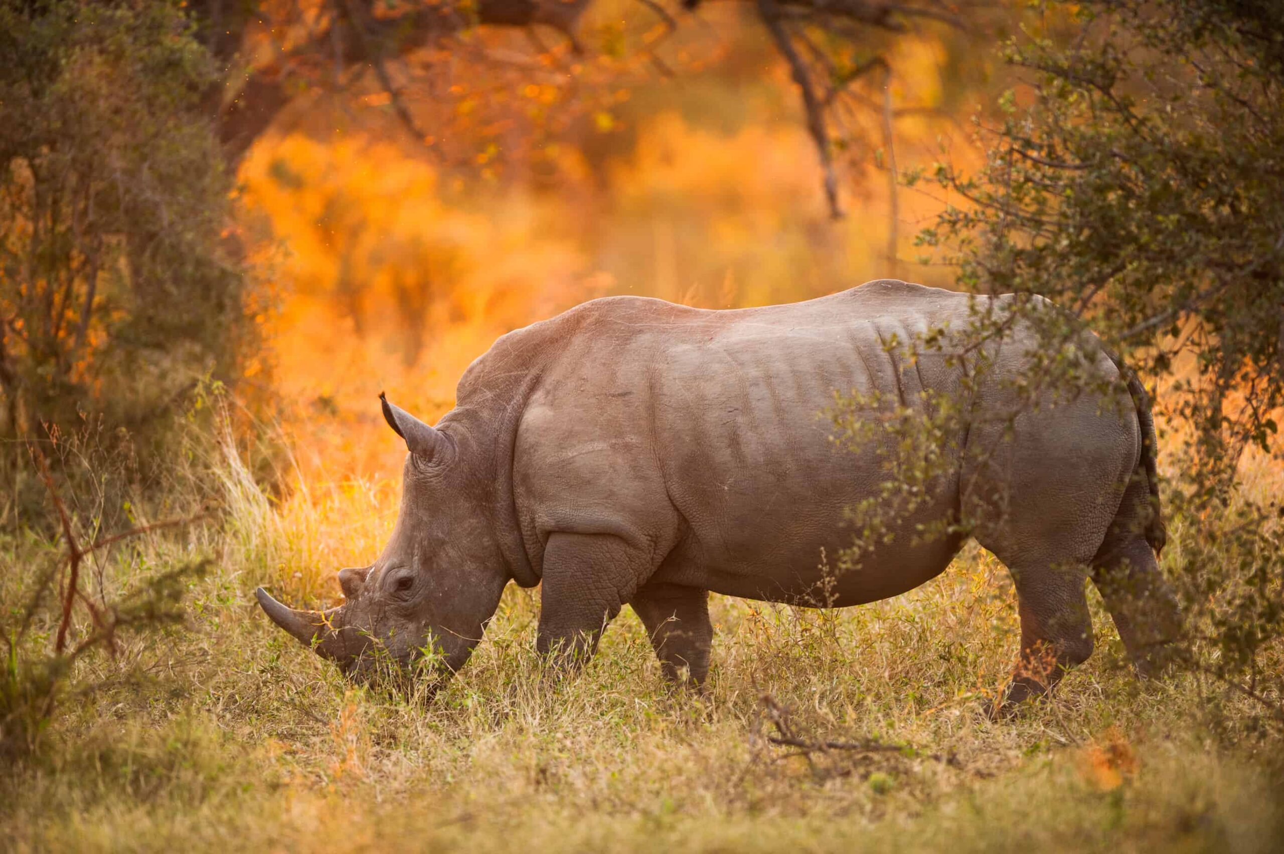 Spirit of Africa Journey of a Lifetime - Spirit Tours