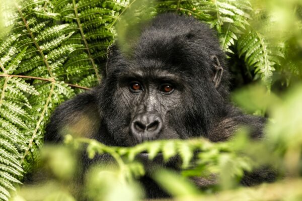 May 1 - 10, 2025 Sacred Travel to Uganda – The Evolution of Consciousness