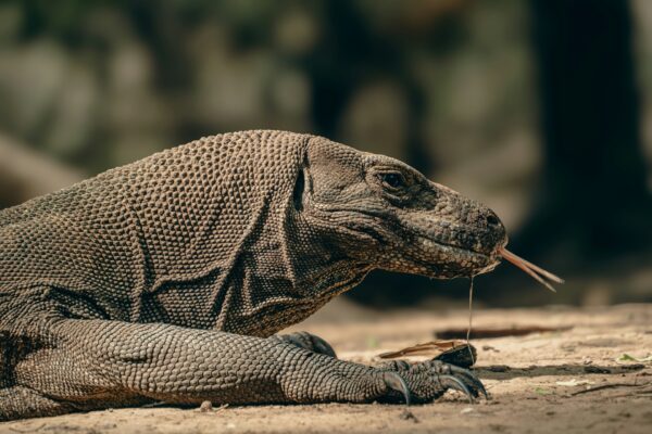 March 19-30 2025 Relax in Bali with Rev Stephen Rambo - Komodo Excursion - Nonrefundable Deposit