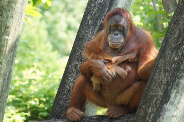 Aug 26-31 2025 Soul of Bali - Borneo Excursion - Nonrefundable Deposit