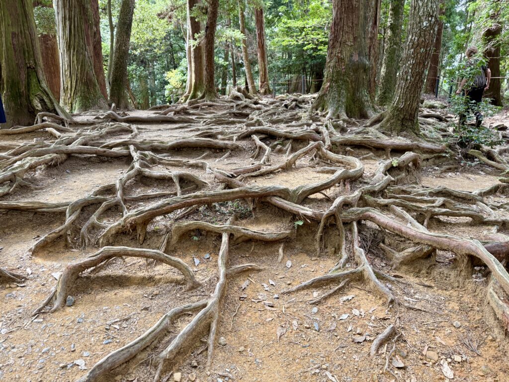 Bare tree roots in Japan symbolizing Winter Solstice spiritual reflection, grounding, and unseen inner growth during the darkest season